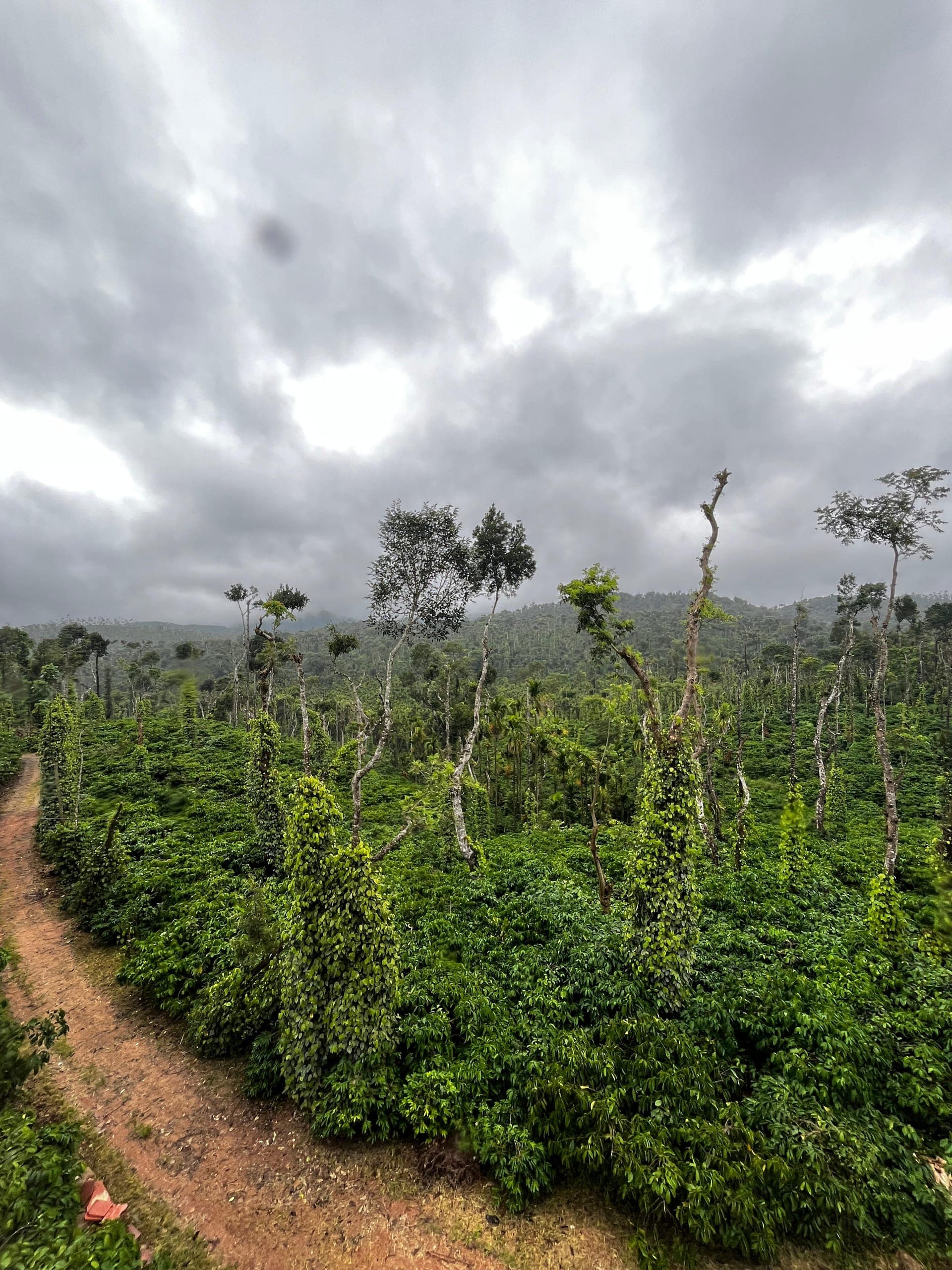 Chikmagalur Travel Guide: Misty Hills & Coffee Country ☕ gallery image 1